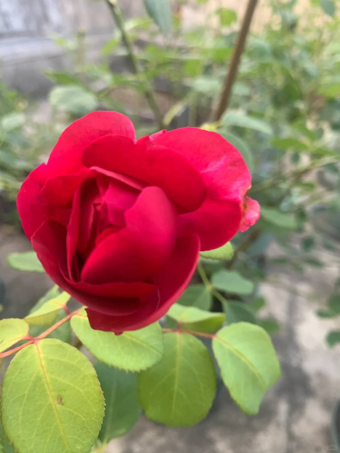 芬芳扑鼻、娇艳可人的梅子布丁