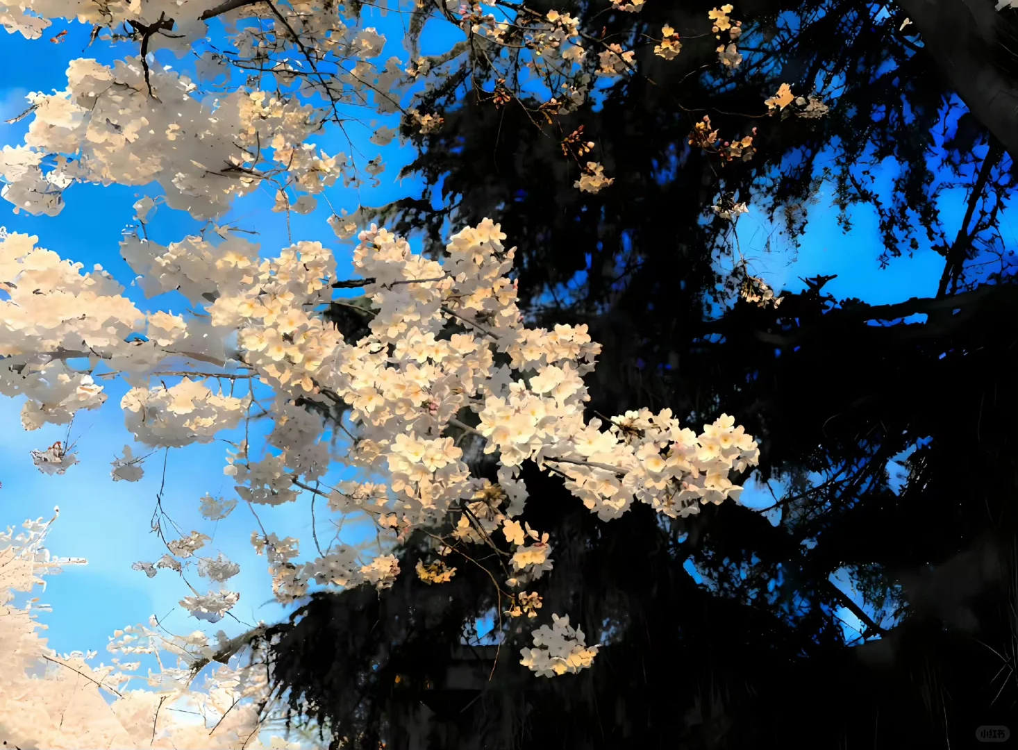 𝙬𝙖𝙡𝙡𝙥𝙖𝙥𝙚𝙧 ｜超清ipad电脑壁纸