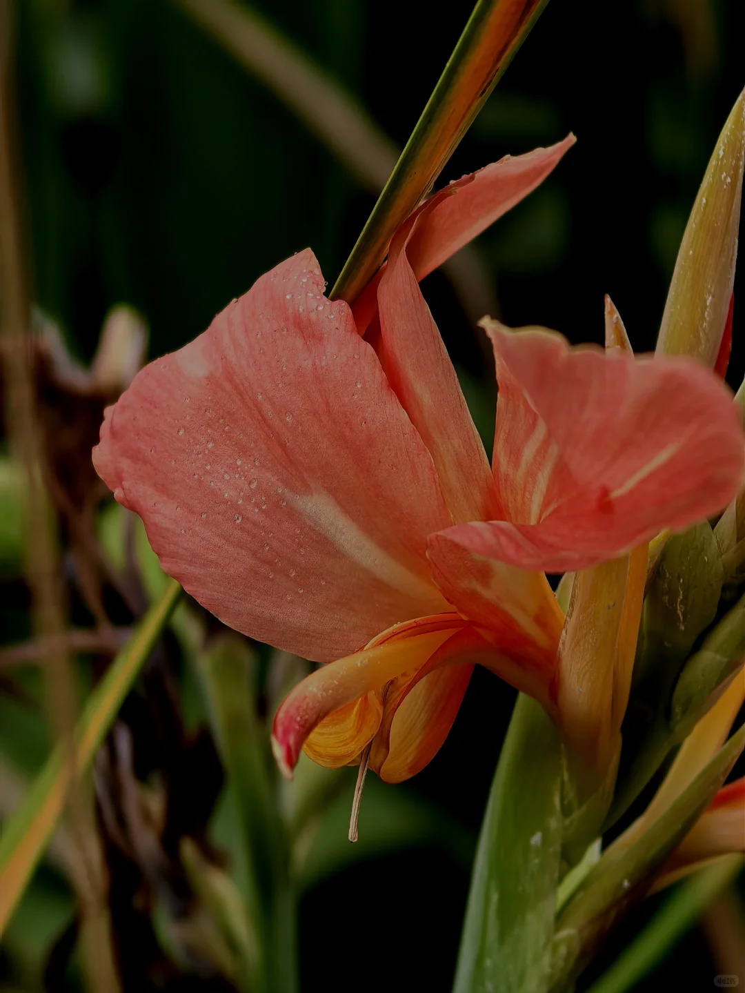 娇艳欲滴的美人蕉☔️