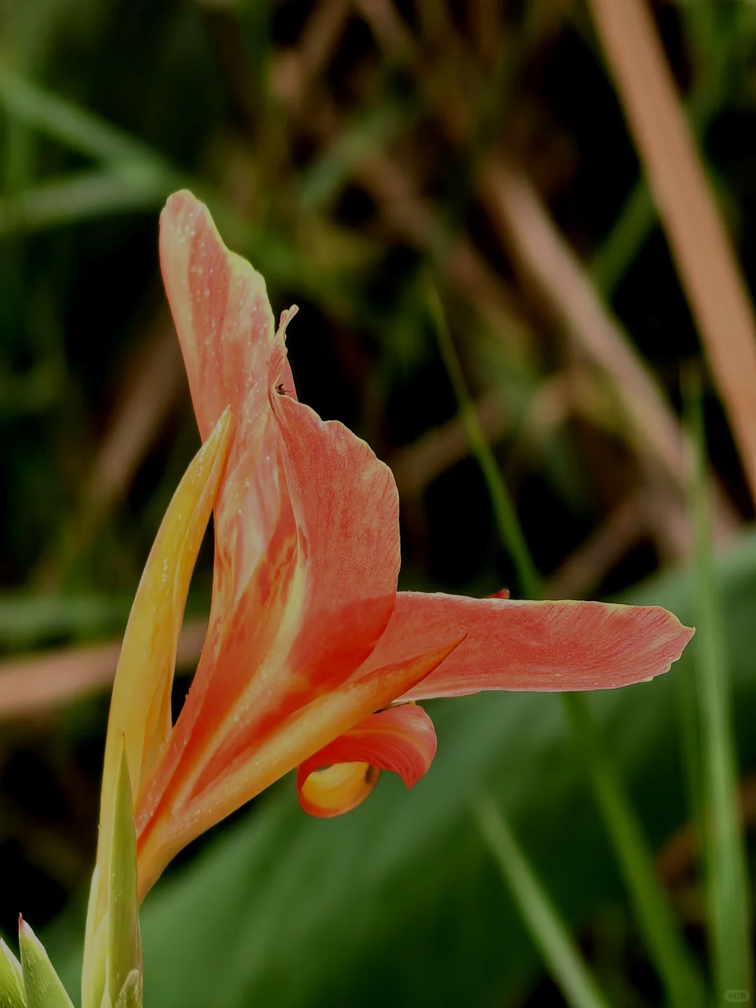 娇艳欲滴的美人蕉☔️