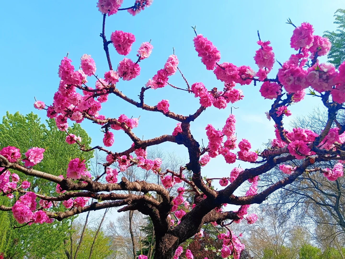 碧桃开满枝📍华灼特风姿