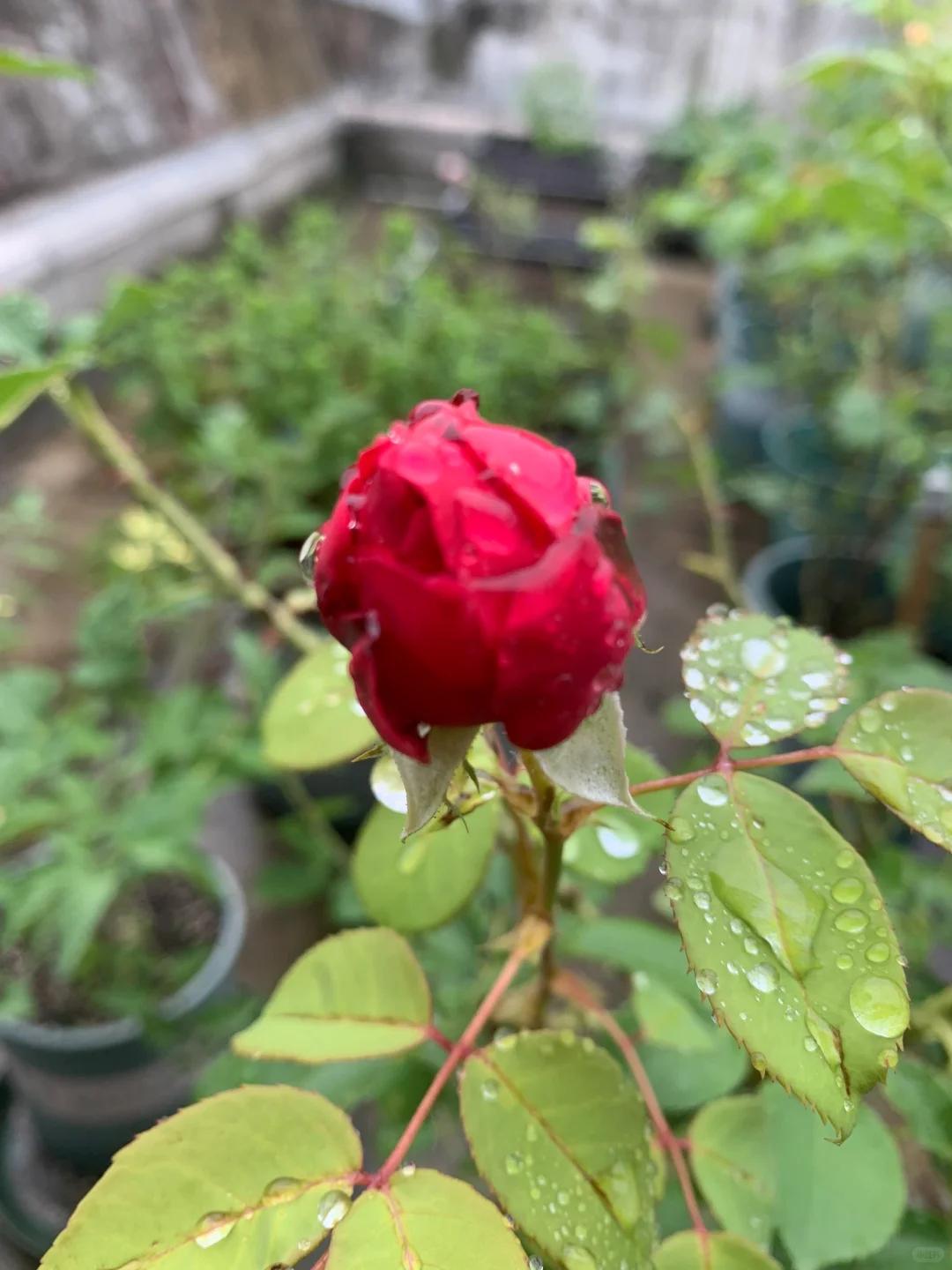 芬芳扑鼻、娇艳可人的梅子布丁