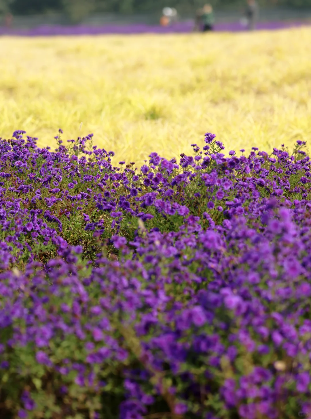 一亩园和旁边的颐和园