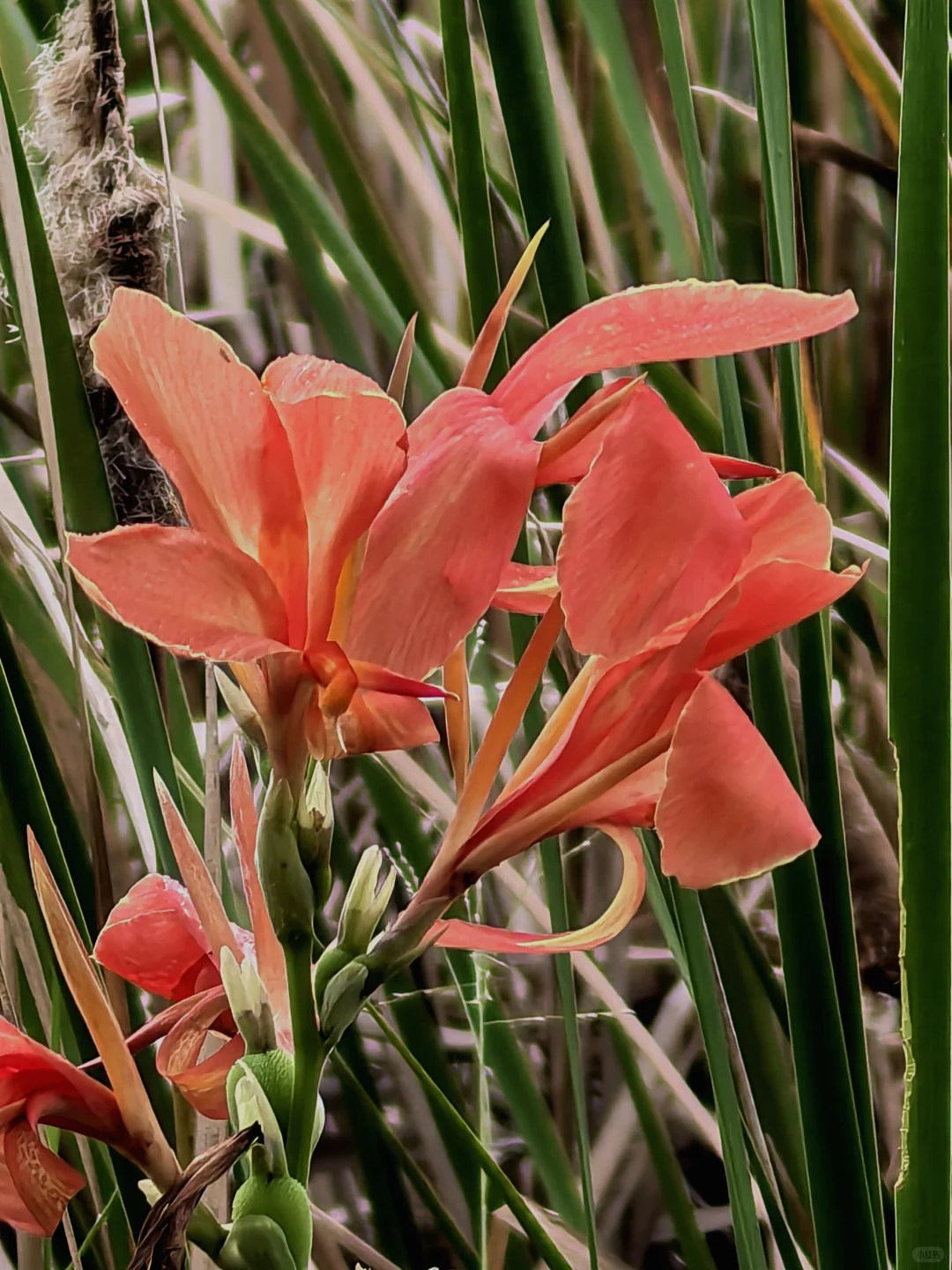 娇艳欲滴的美人蕉☔️
