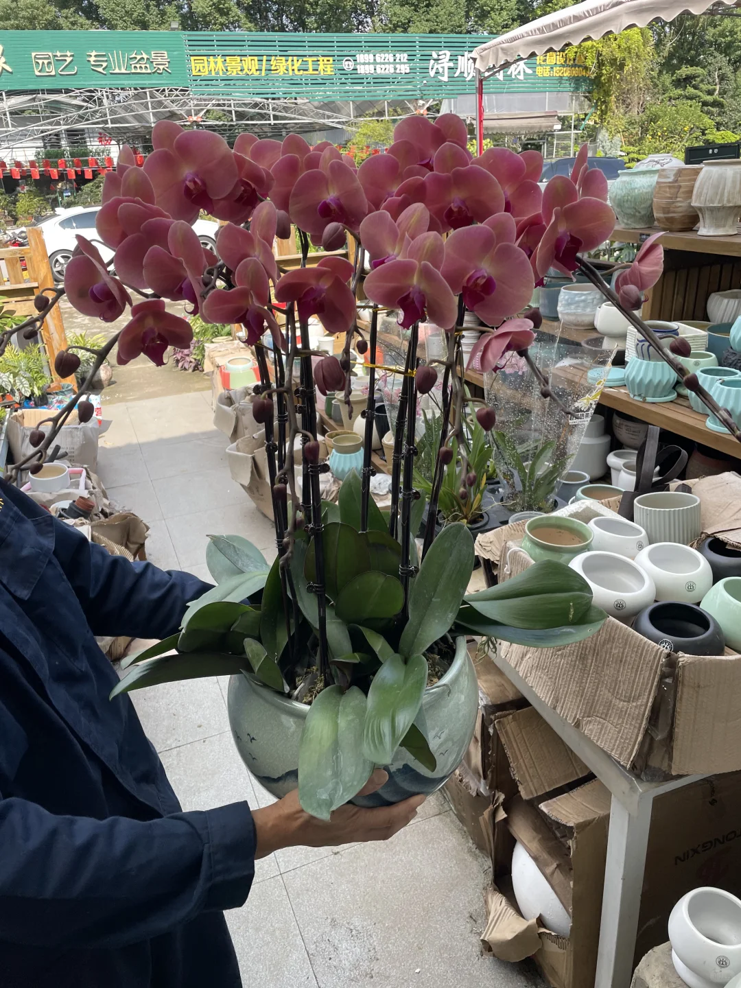 重庆蝴蝶兰批发、主城区可送货上门