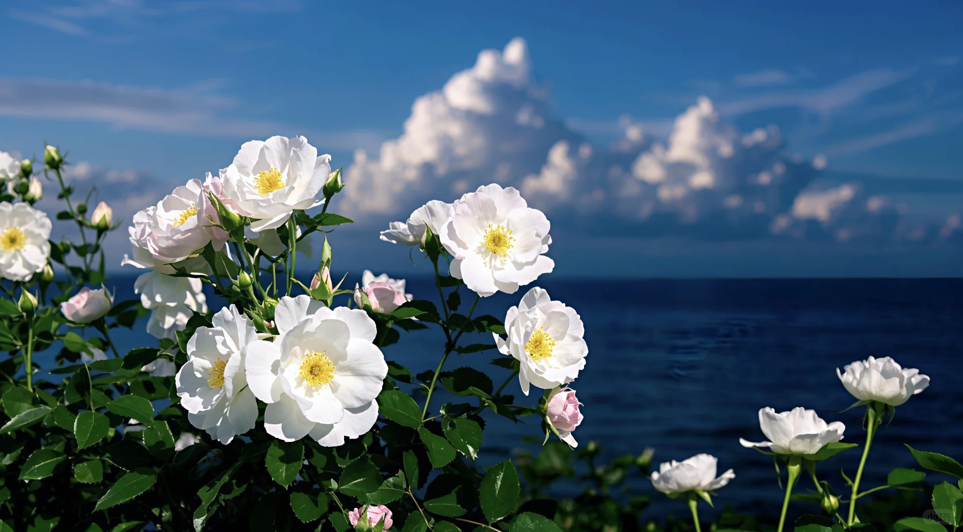 𝐬𝐡𝐚𝐫𝐞｜超唯美ins风iPad壁纸