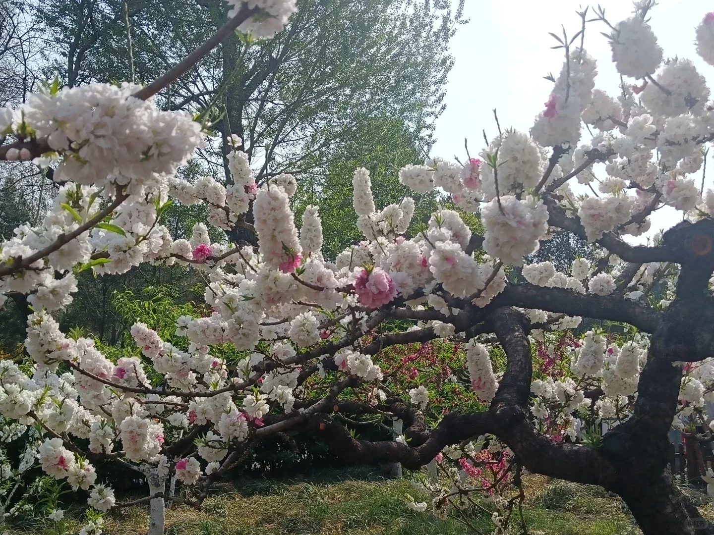 碧桃开满枝📍华灼特风姿