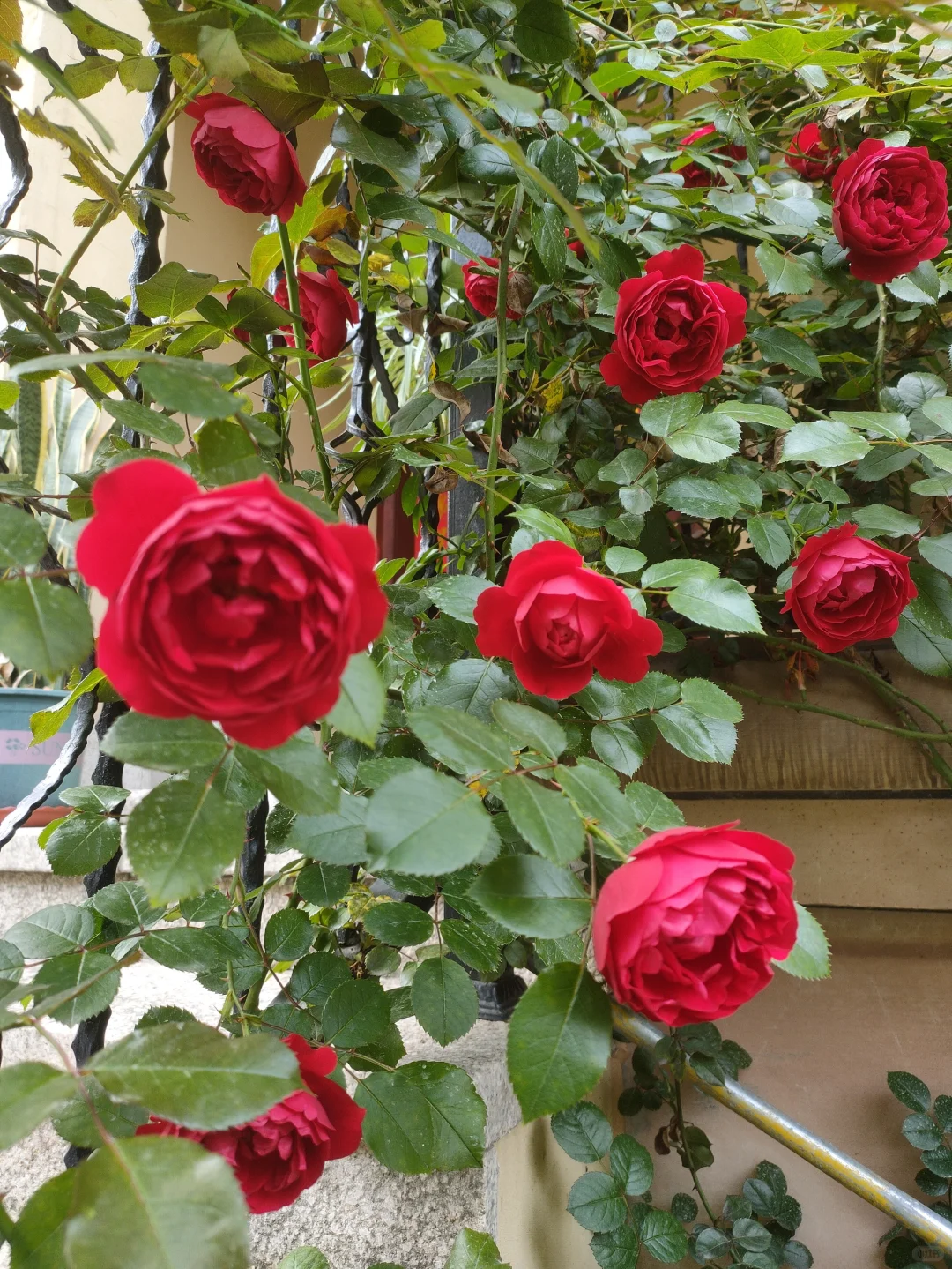 噢，我的月季皇后