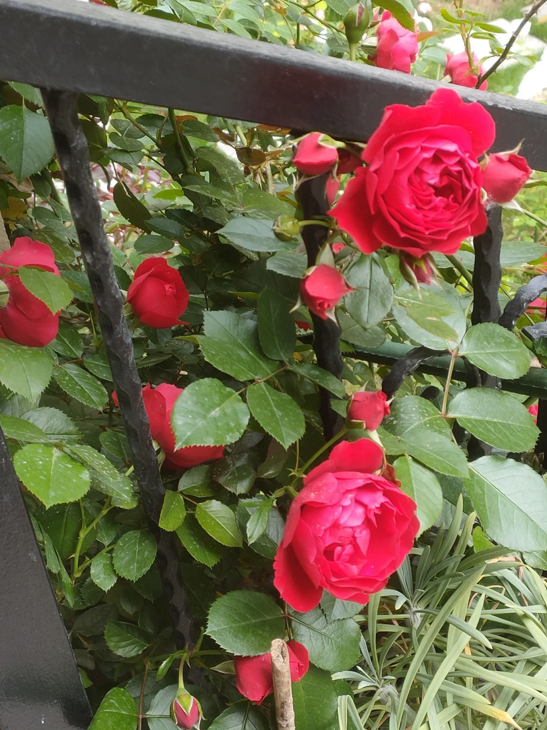 噢，我的月季皇后