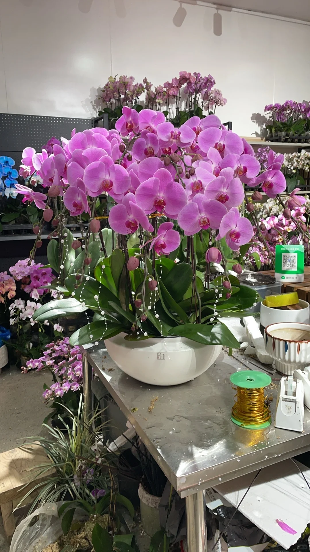 重庆蝴蝶兰批发、主城区可送货上门