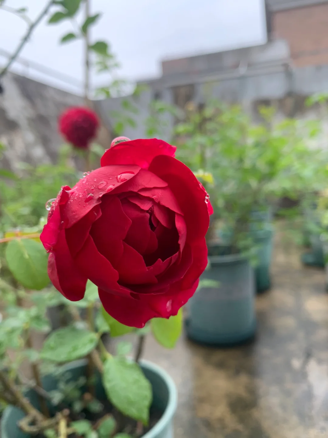 芬芳扑鼻、娇艳可人的梅子布丁