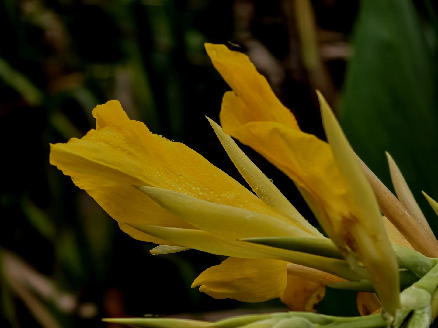 娇艳欲滴的美人蕉☔️