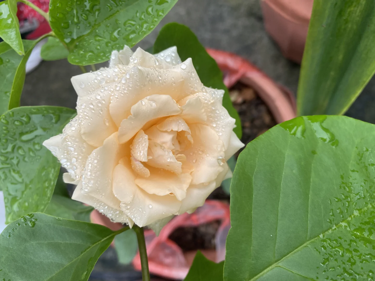 小园缤纷多彩的玫瑰花争艳绽放