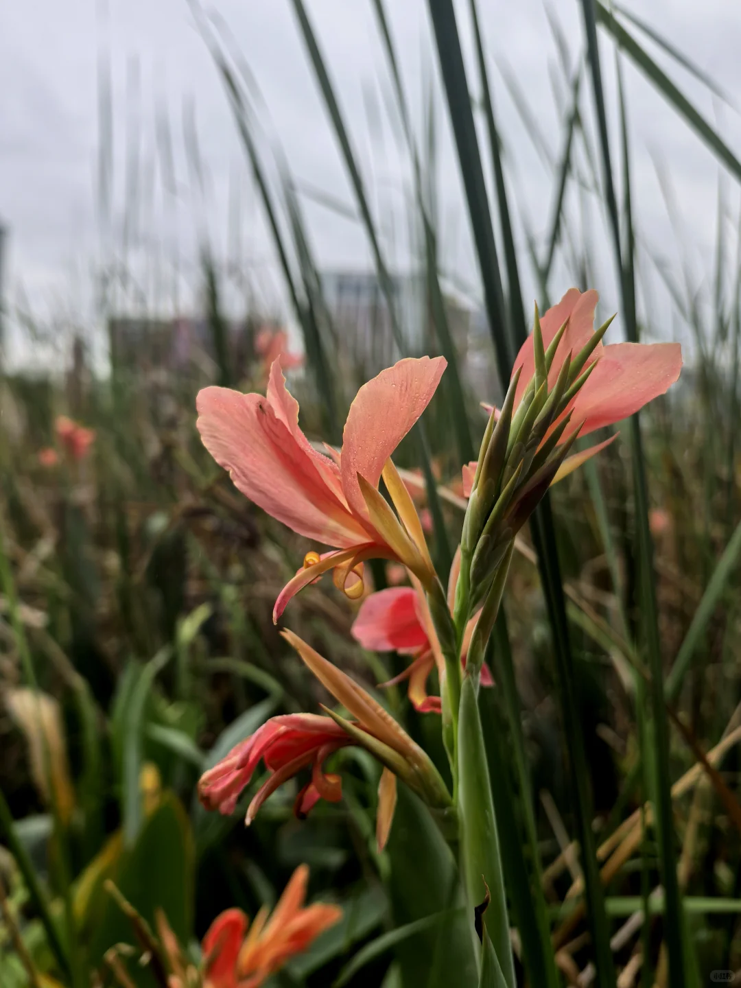 娇艳欲滴的美人蕉☔️