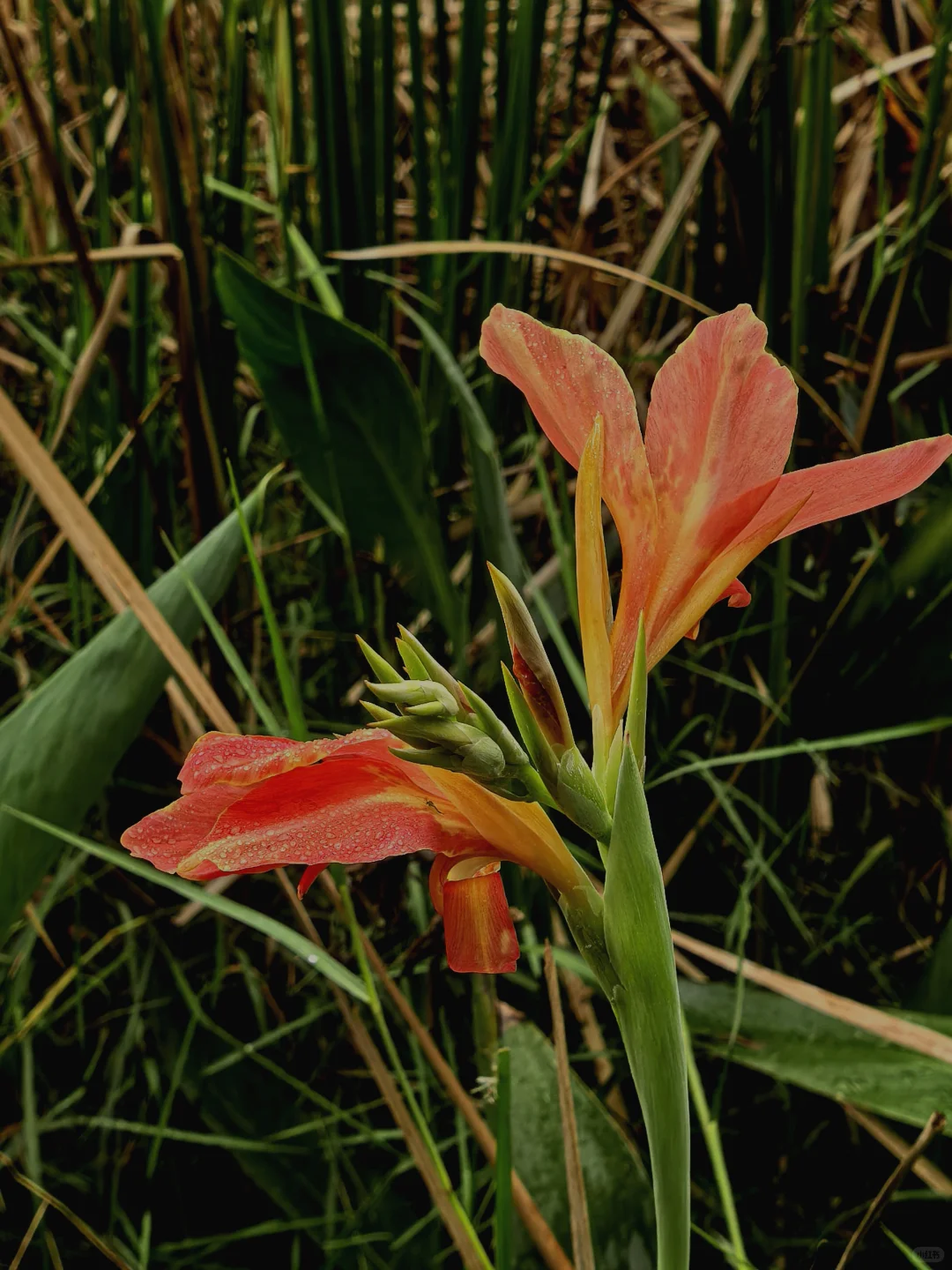 娇艳欲滴的美人蕉☔️