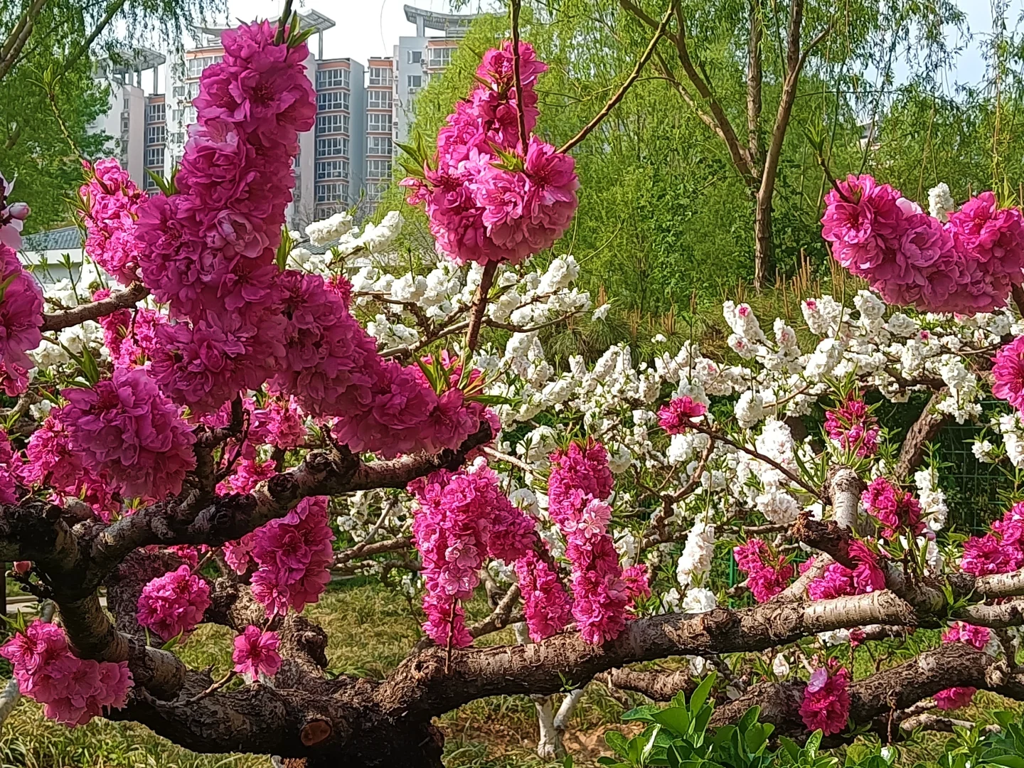 碧桃开满枝📍华灼特风姿