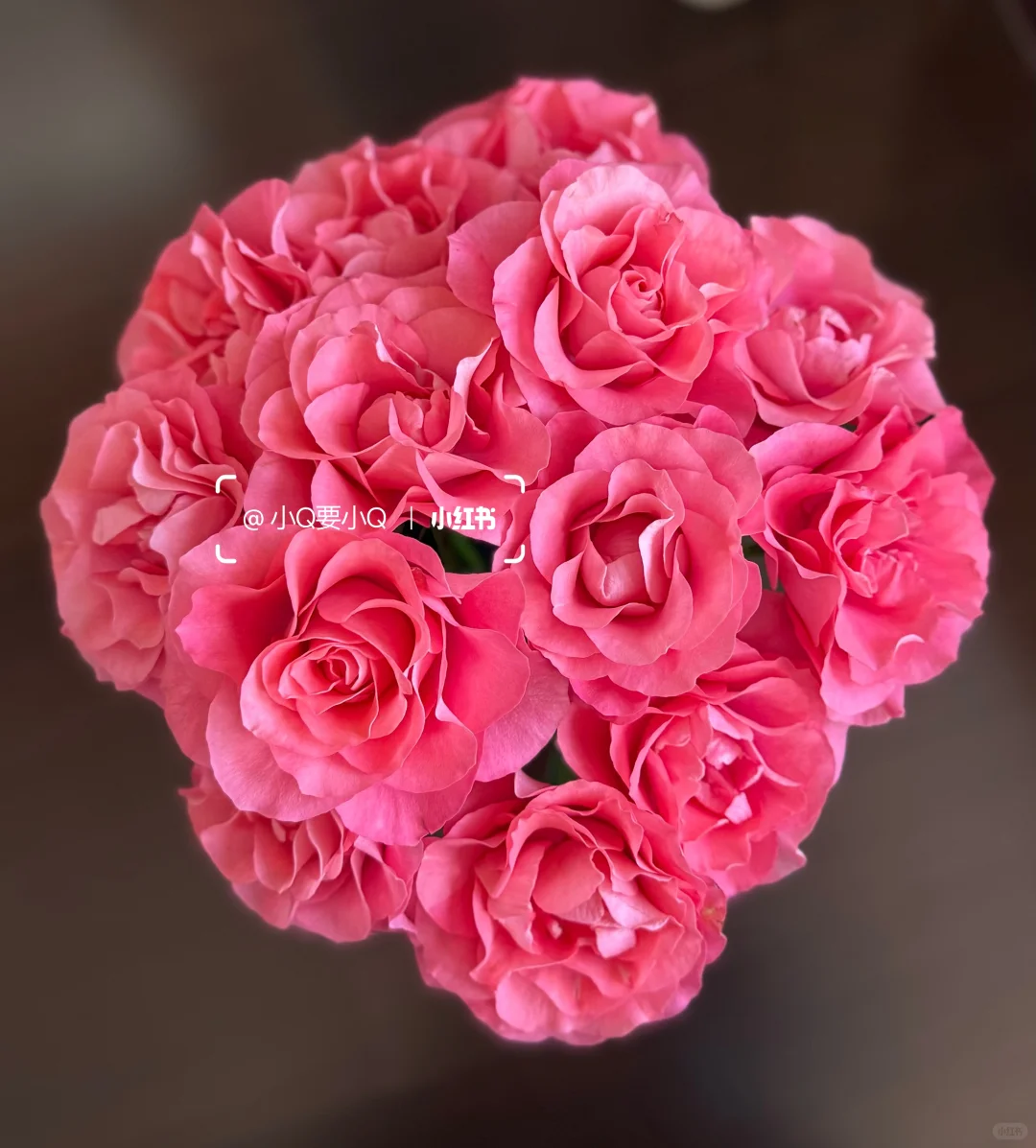 缤纷育种｜单头｜娇艳