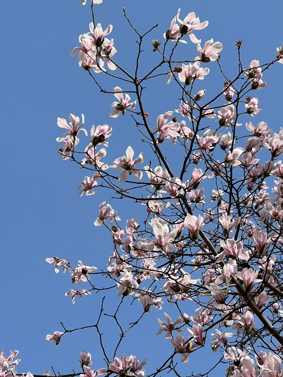 节日快乐呀我的甜心👭👭
