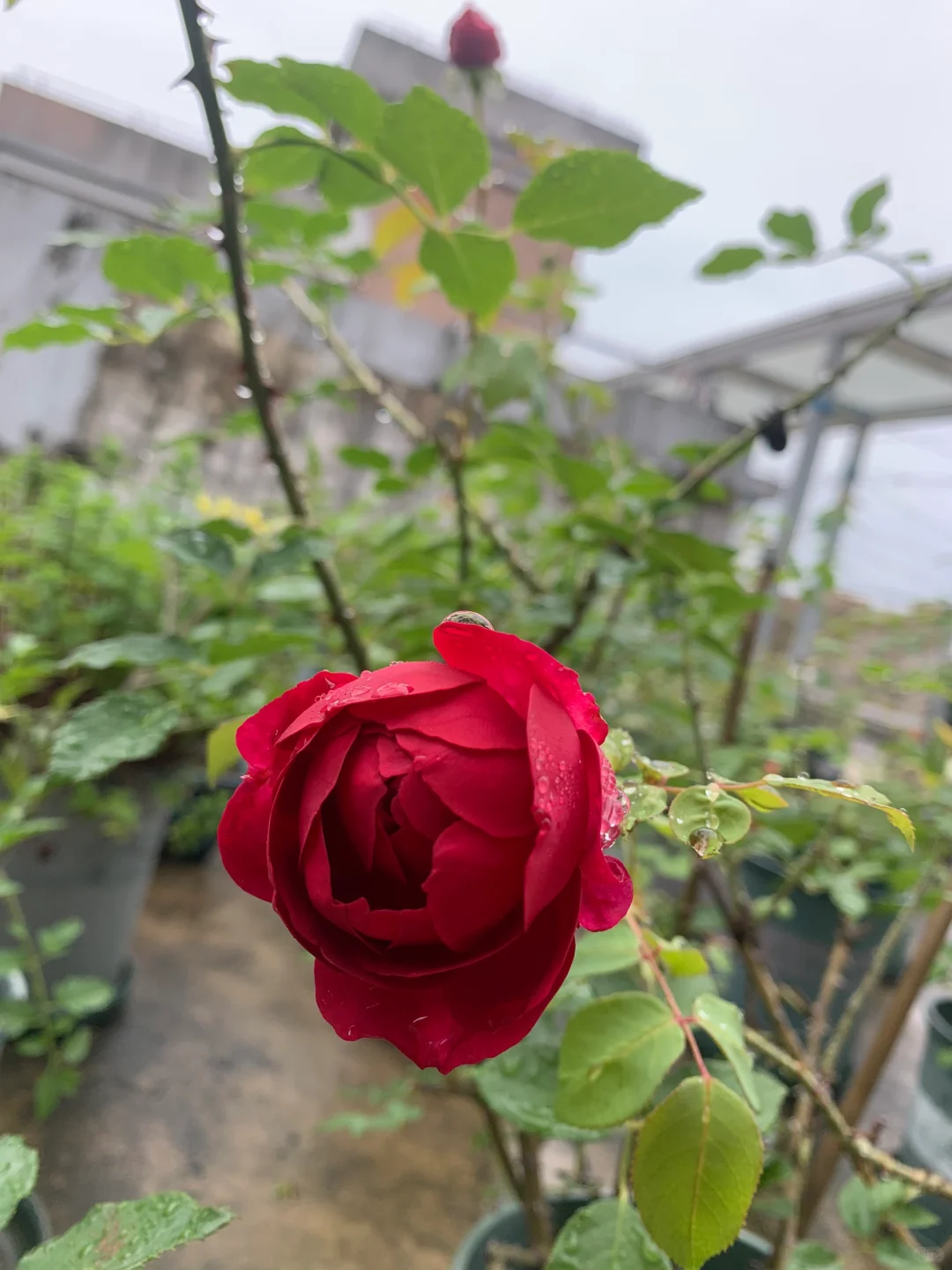 芬芳扑鼻、娇艳可人的梅子布丁