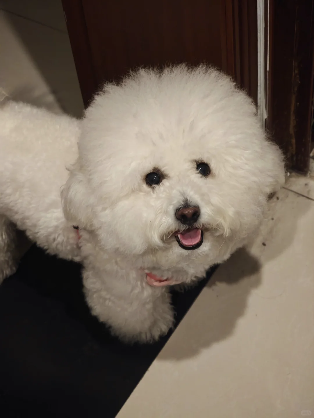 求推荐重庆有大型设备的宠物医院～