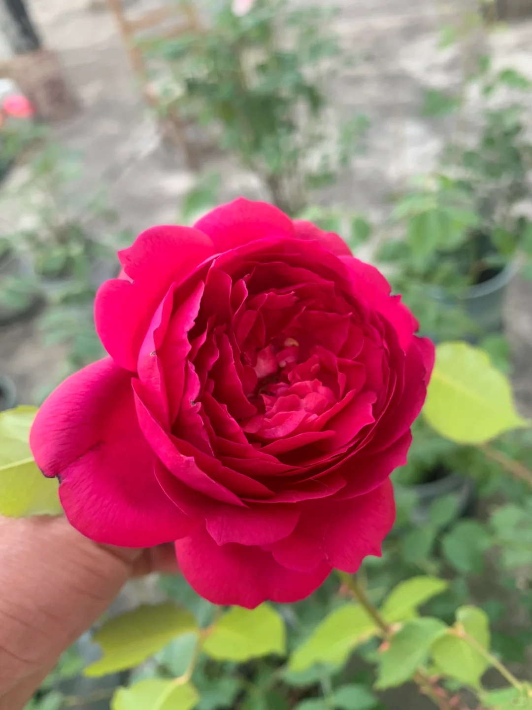 芬芳扑鼻、娇艳可人的梅子布丁