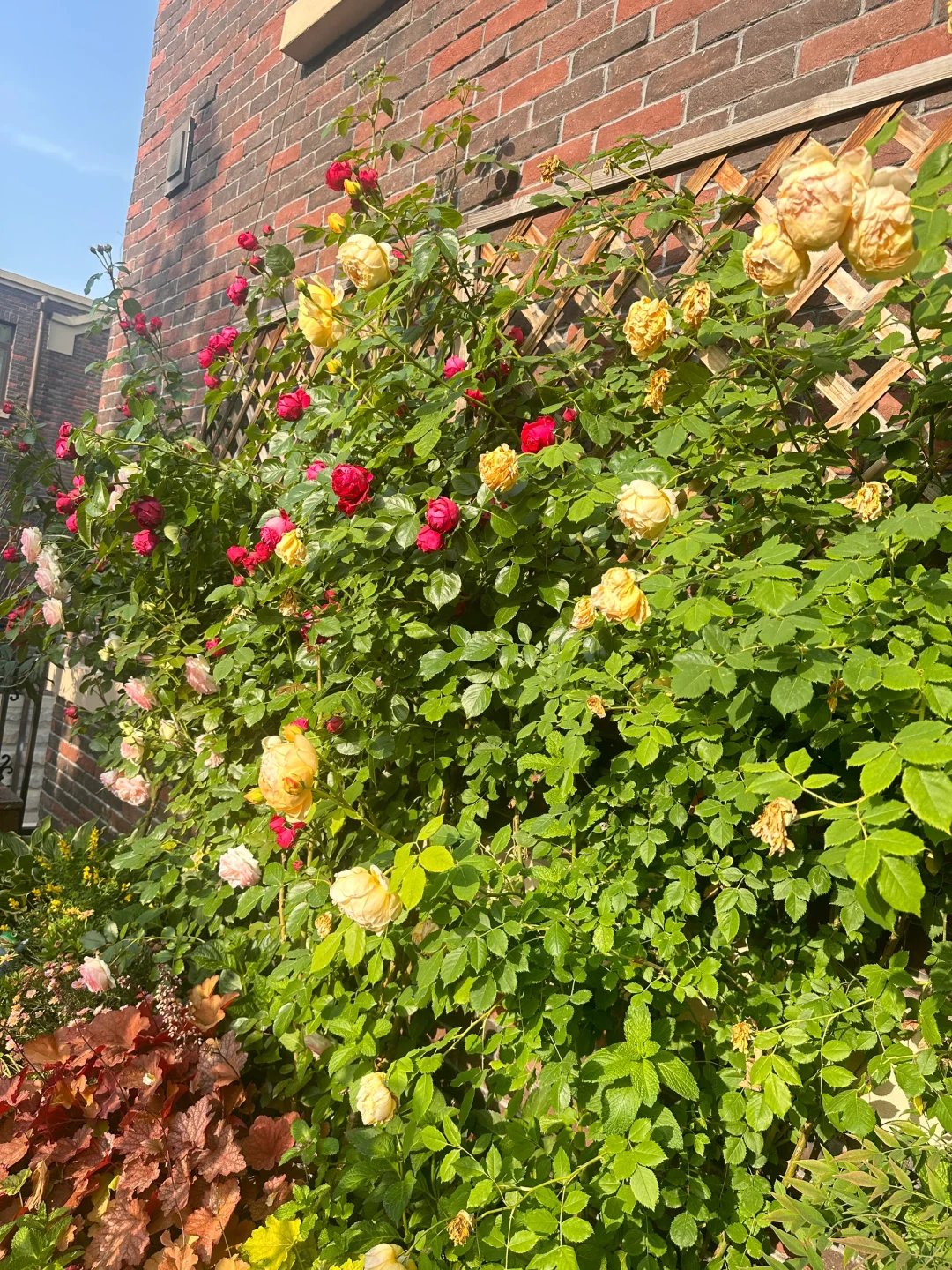 花开季节，娇艳欲滴，活力四射！