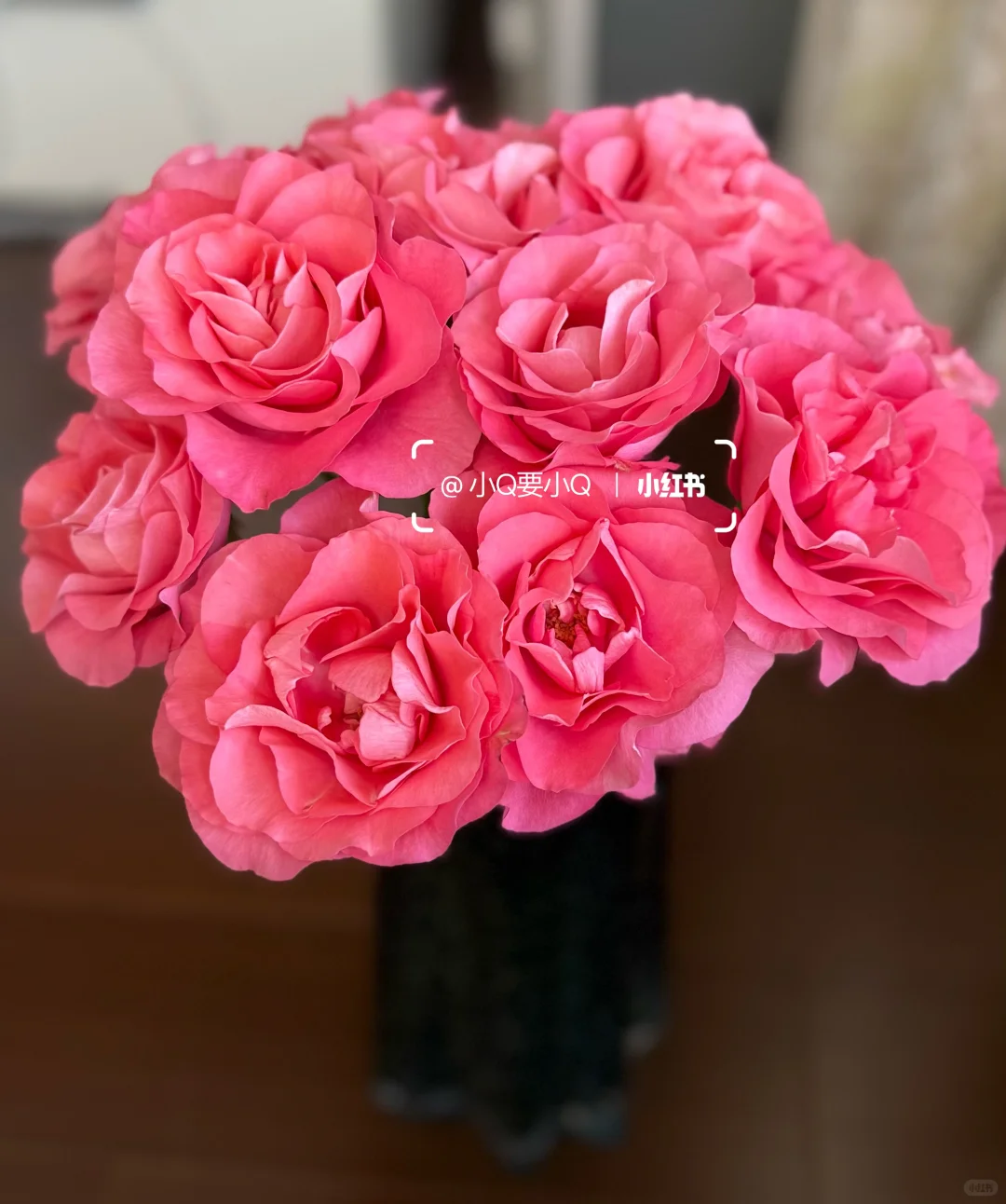 缤纷育种｜单头｜娇艳