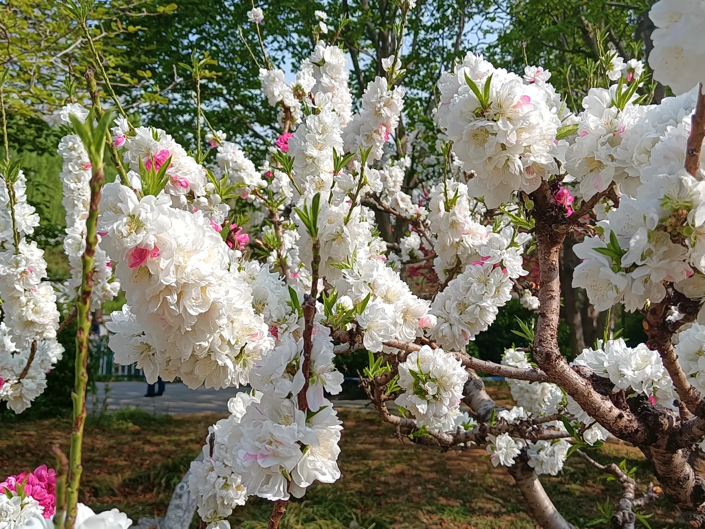 碧桃开满枝📍华灼特风姿