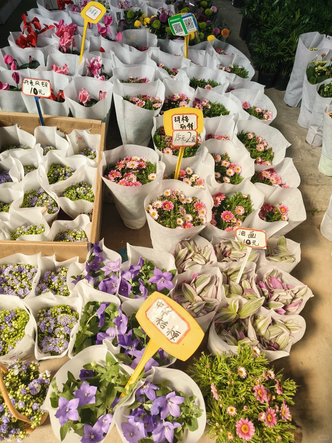 🌸 岭南花卉市场，买花好去处！🌺