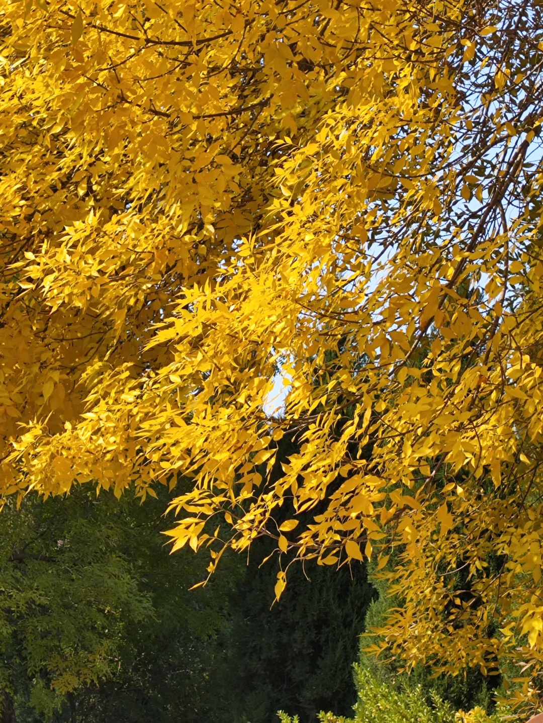 这里的深秋,很美