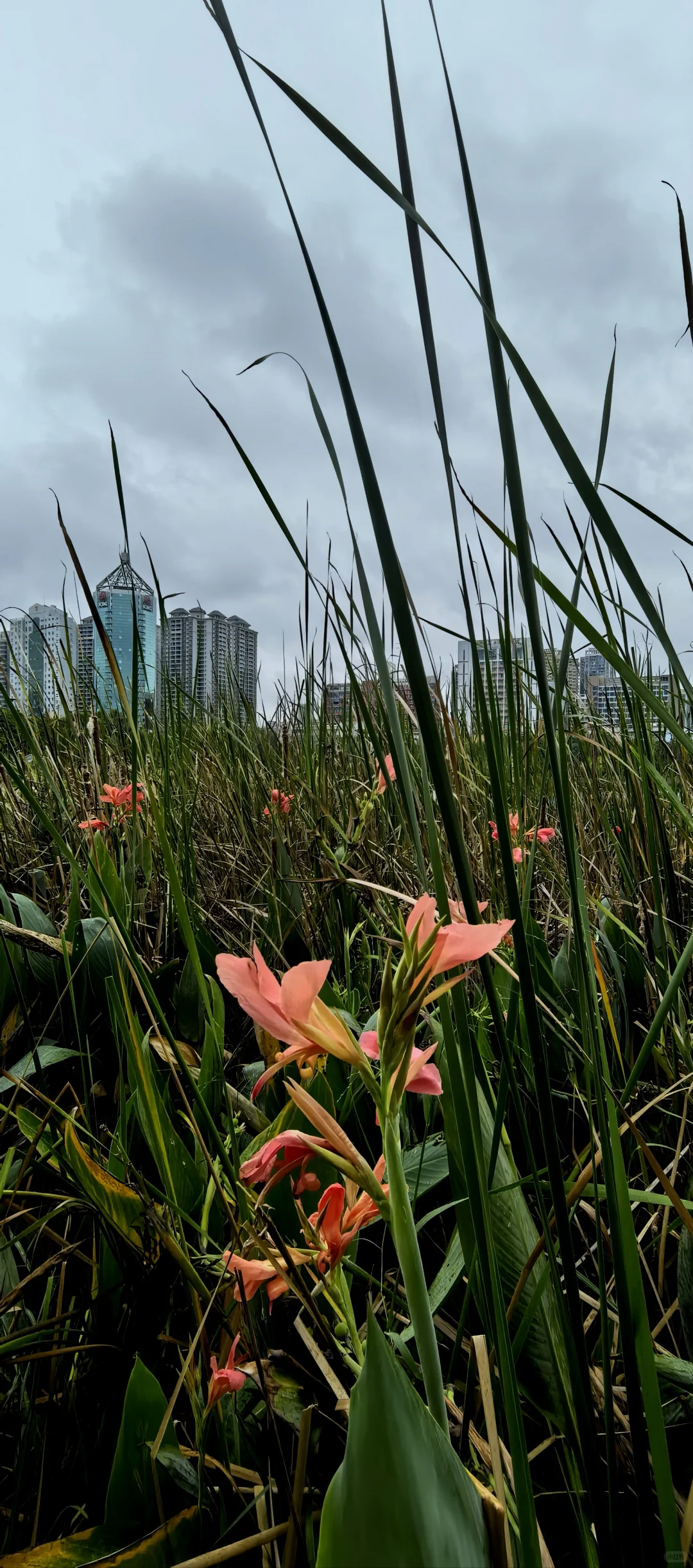 娇艳欲滴的美人蕉☔️