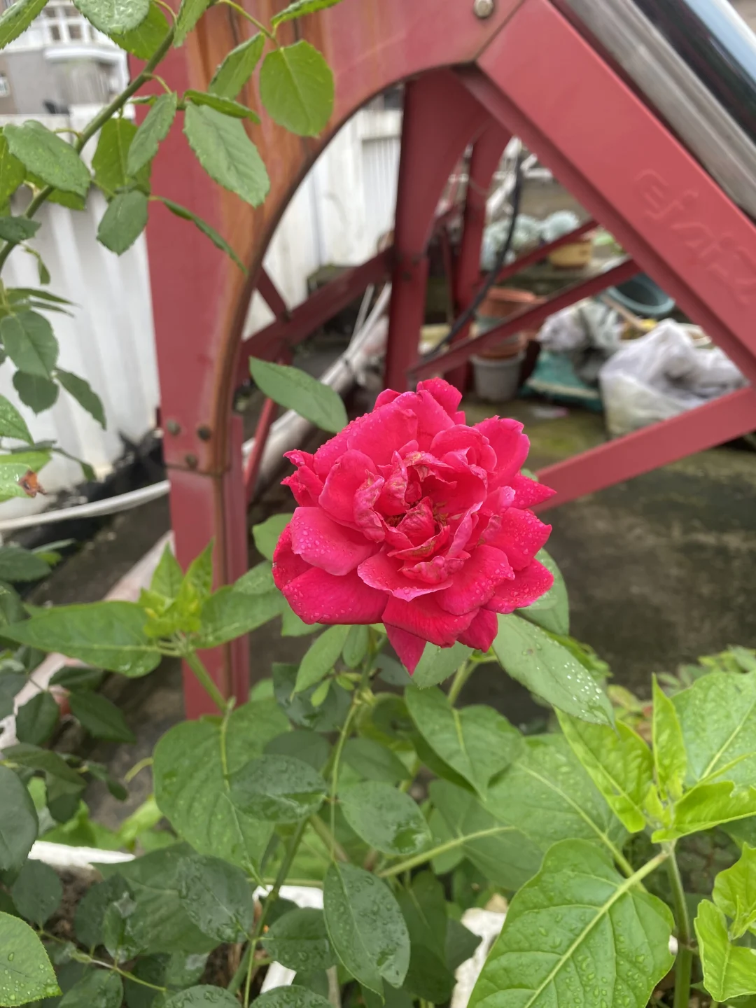 小园缤纷多彩的玫瑰花争艳绽放