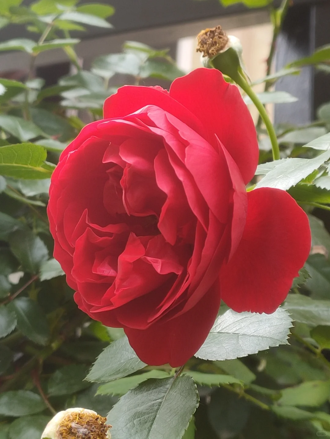 噢，我的月季皇后