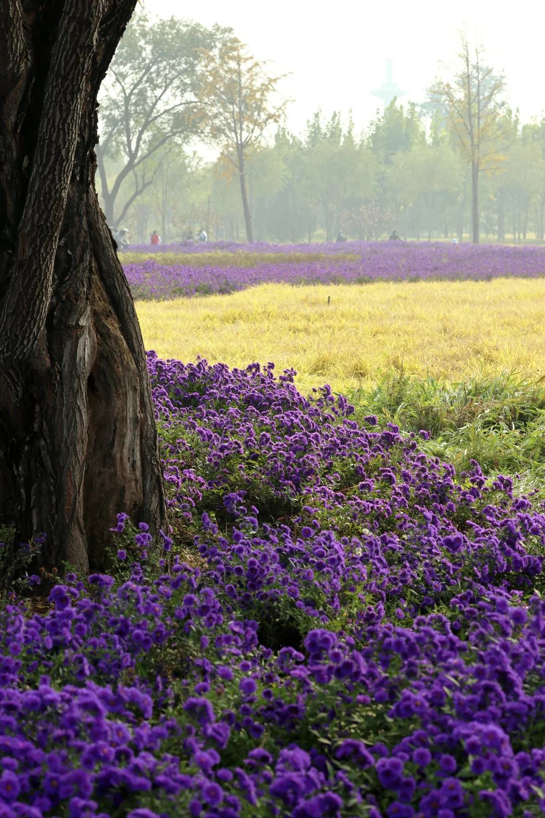 一亩园和旁边的颐和园