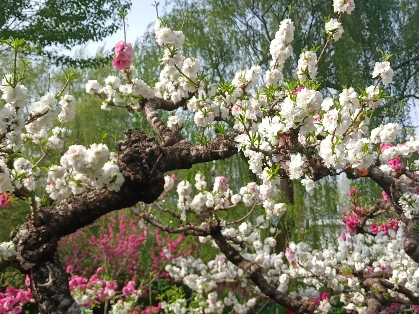 碧桃开满枝📍华灼特风姿