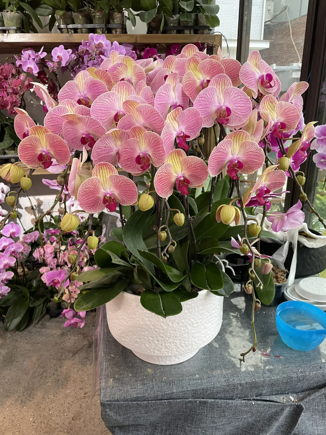 重庆蝴蝶兰批发、主城区可送货上门