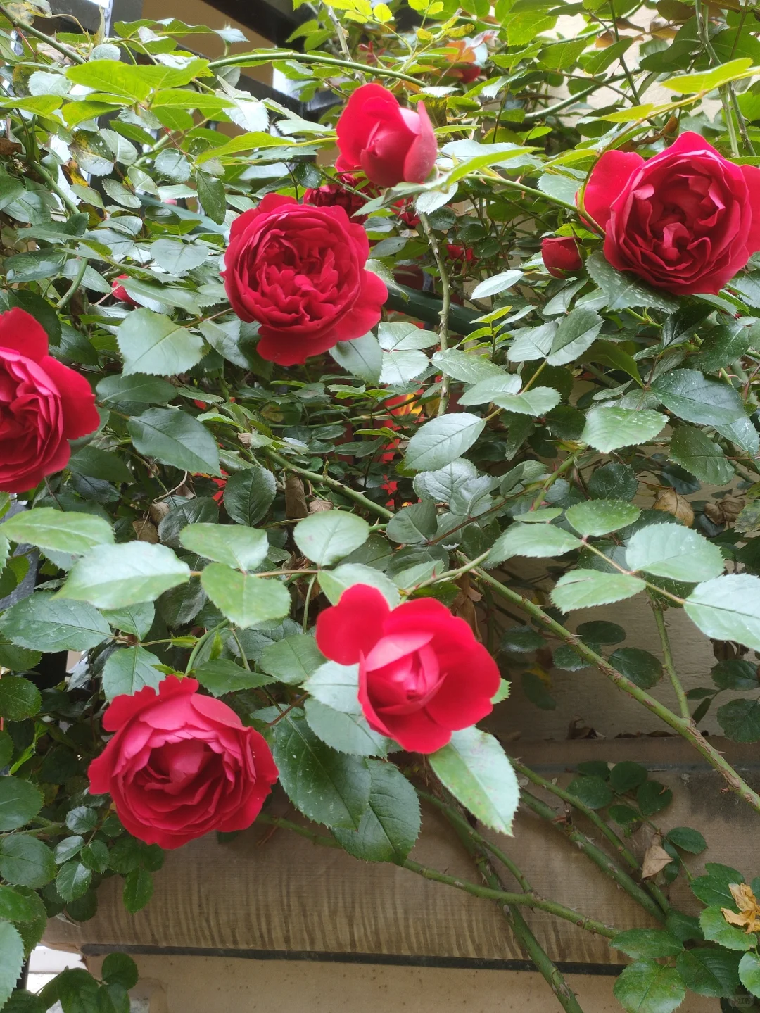 噢，我的月季皇后