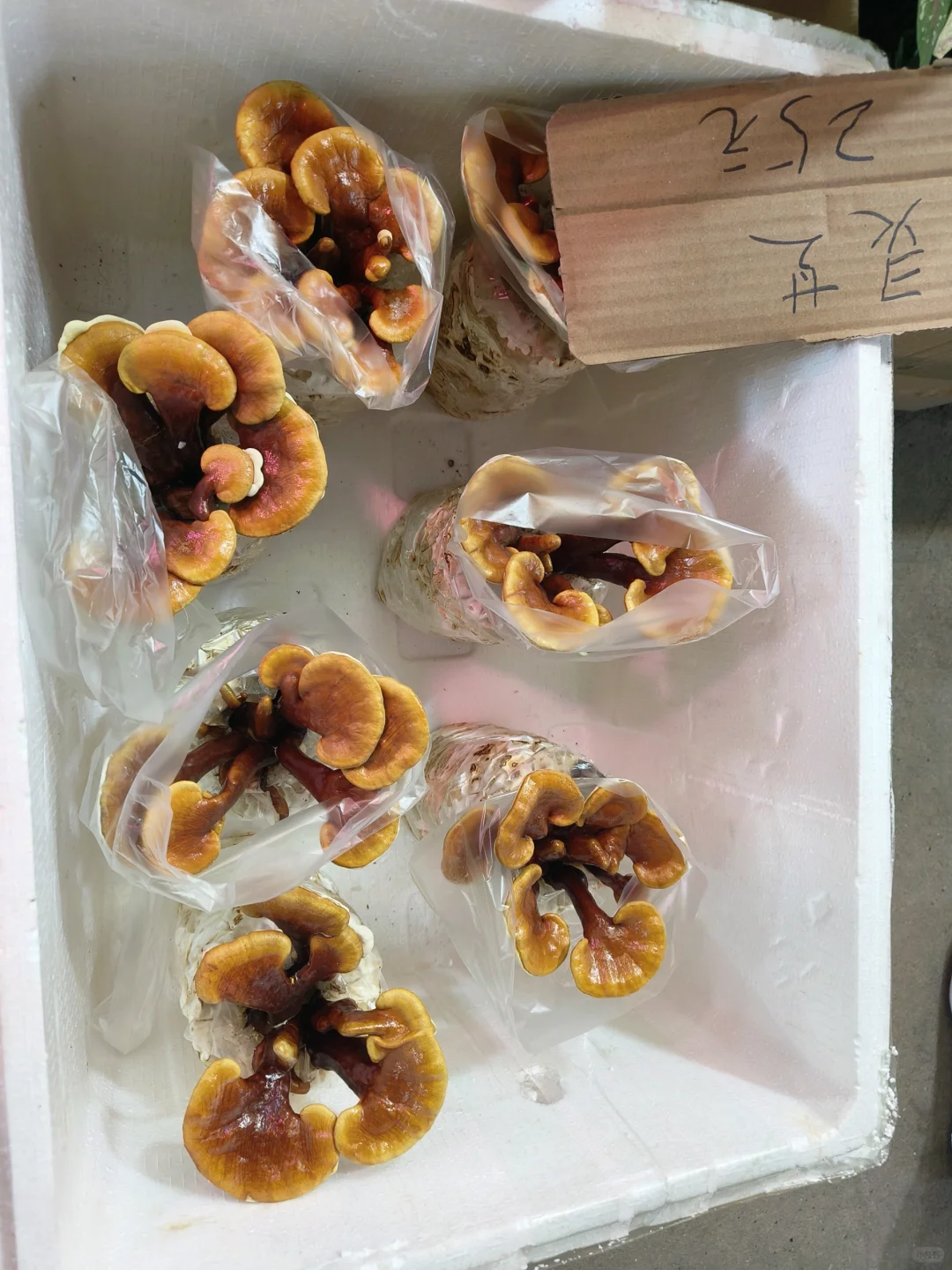 🌸 岭南花卉市场，买花好去处！🌺