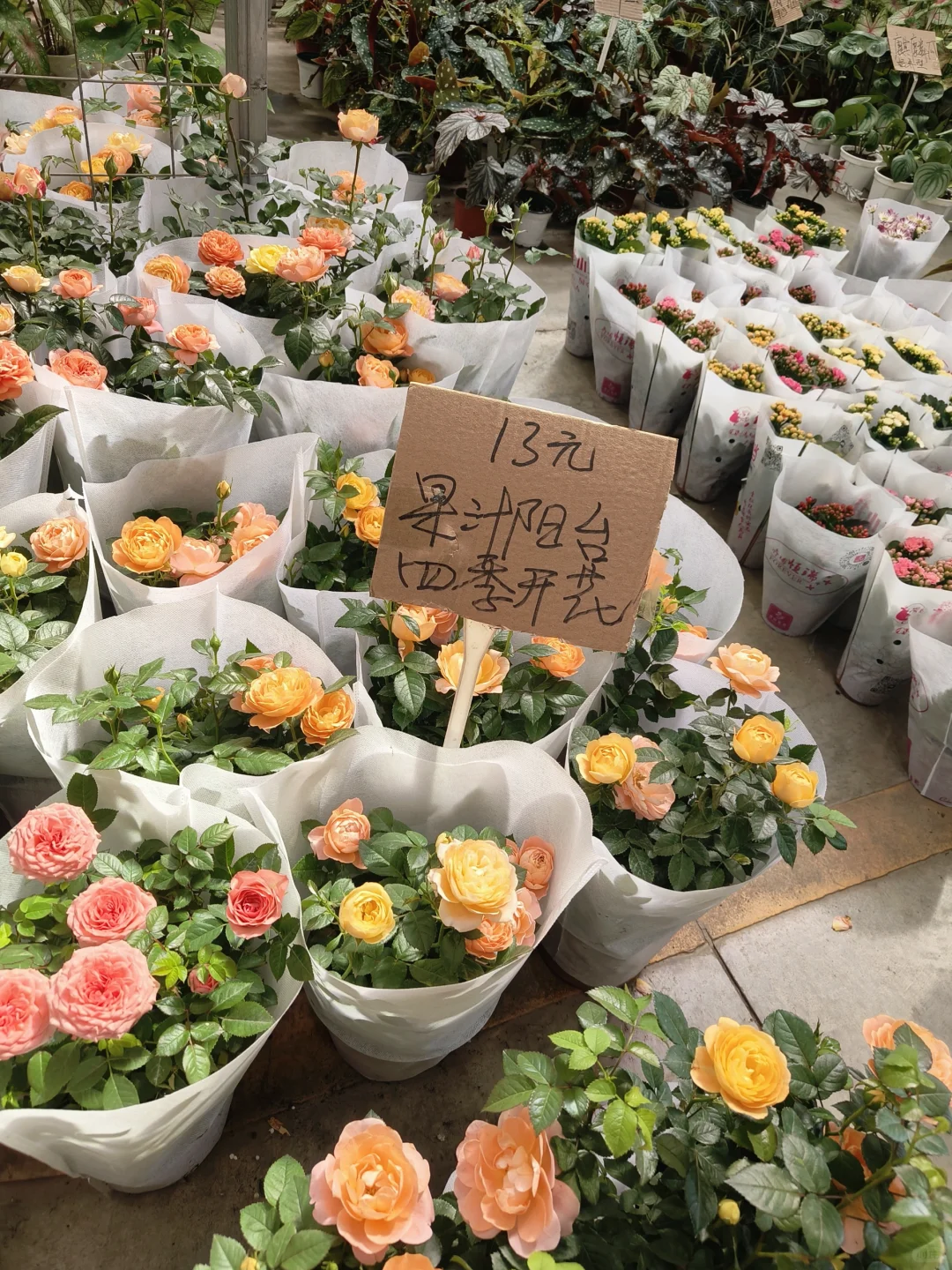 🌸 岭南花卉市场，买花好去处！🌺