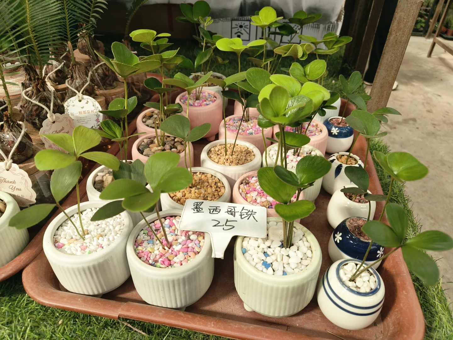 🌸 岭南花卉市场，买花好去处！🌺