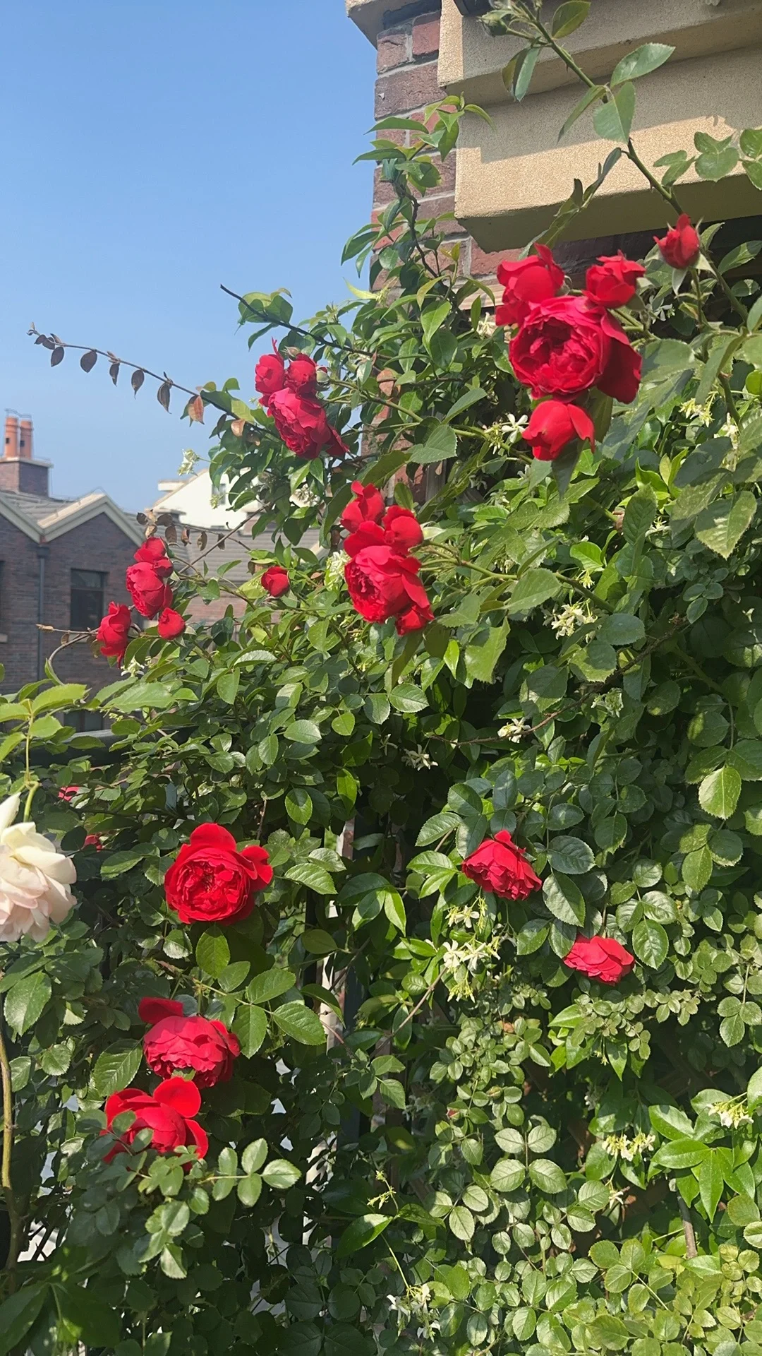 花开季节，娇艳欲滴，活力四射！