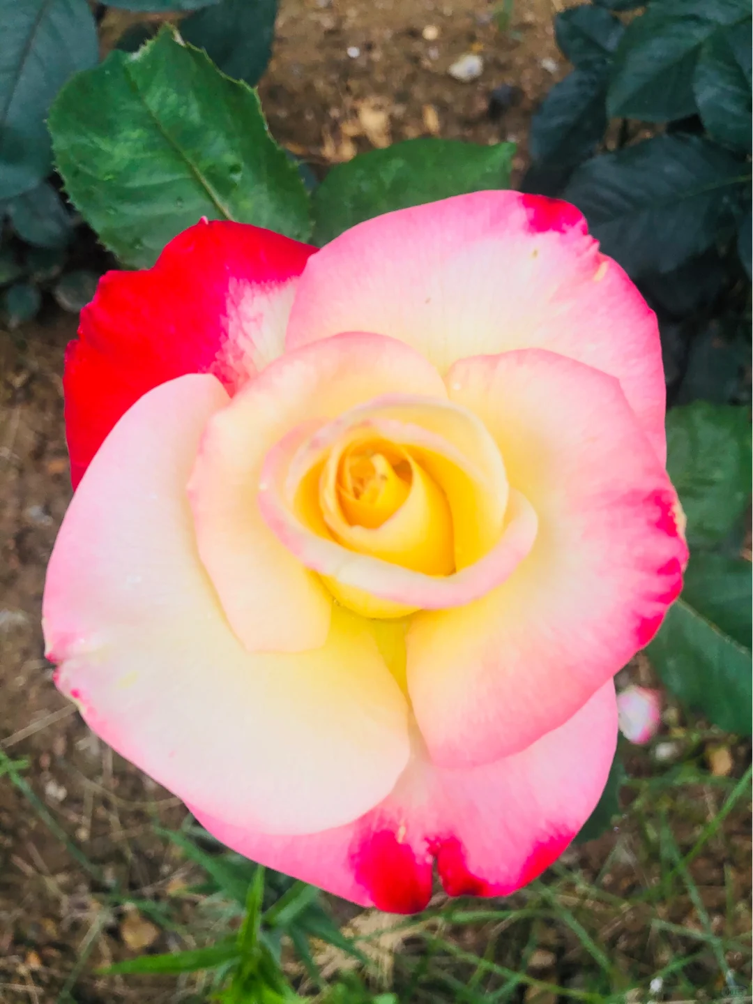 “娇艳欲滴” ——随手拍记