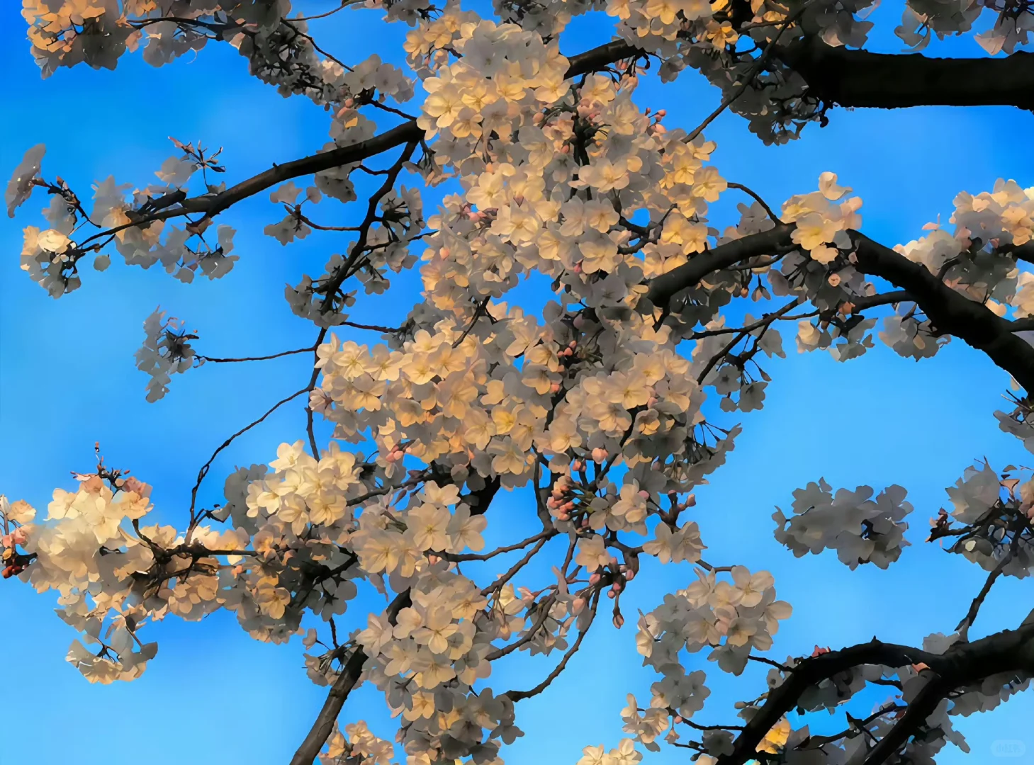 𝙬𝙖𝙡𝙡𝙥𝙖𝙥𝙚𝙧 ｜超清ipad电脑壁纸