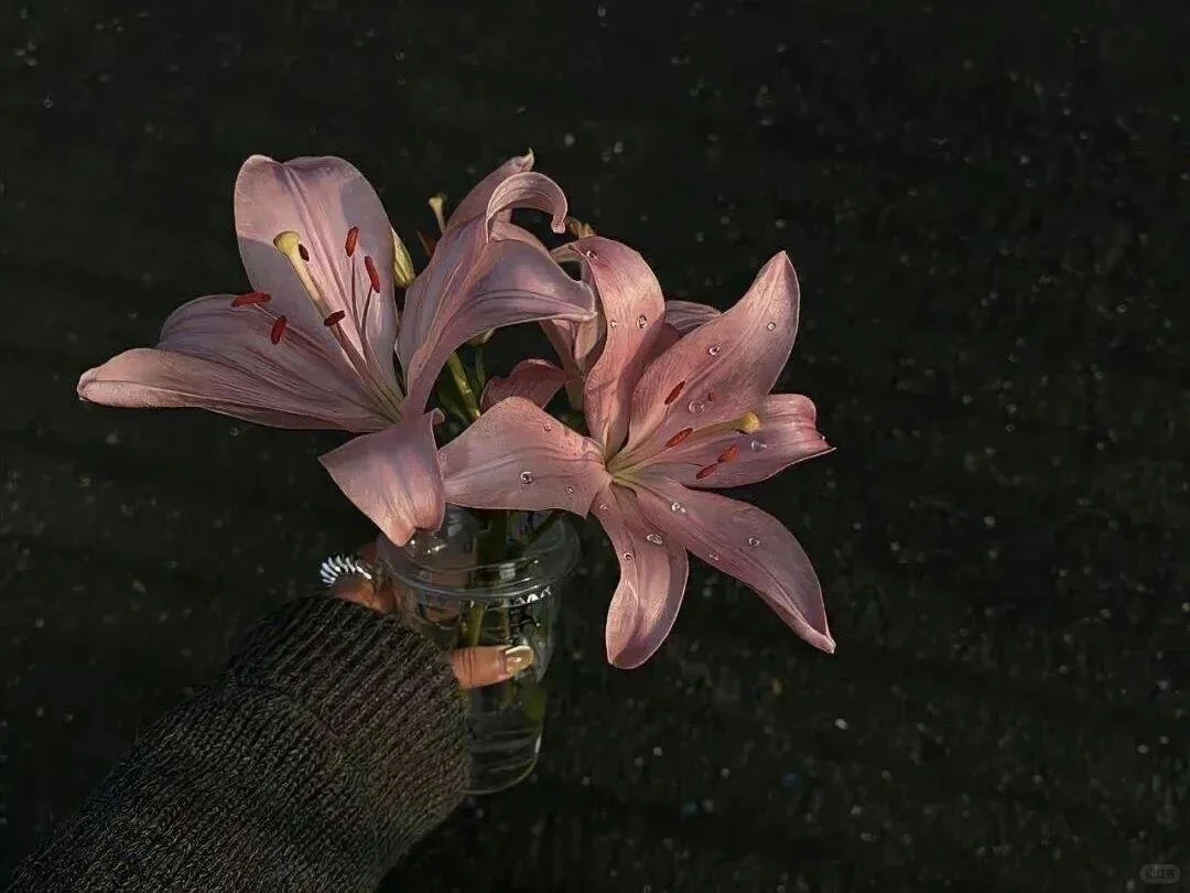 𝐬𝐡𝐚𝐫𝐞｜超唯美ins风iPad壁纸