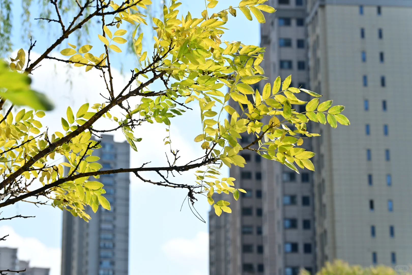 看见一只小蜜蜂，拍了拍花