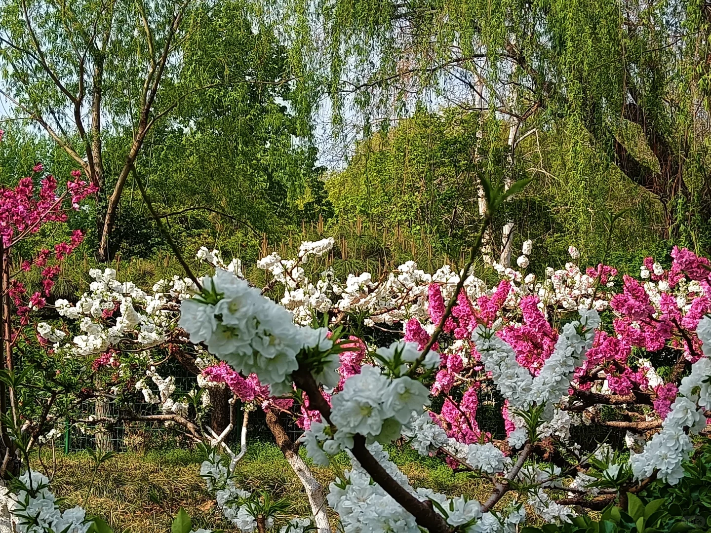 碧桃开满枝📍华灼特风姿