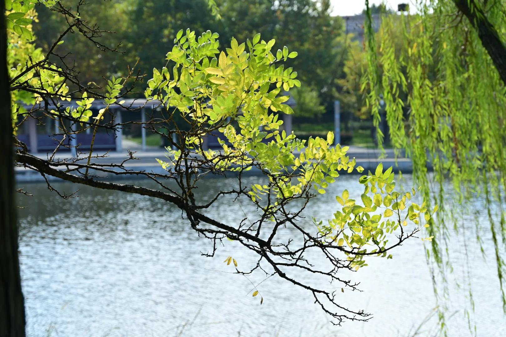 看见一只小蜜蜂，拍了拍花