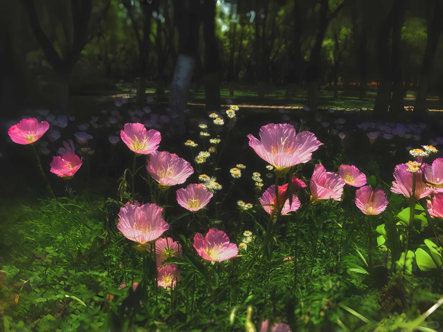 𝐬𝐡𝐚𝐫𝐞｜超唯美ins风iPad壁纸