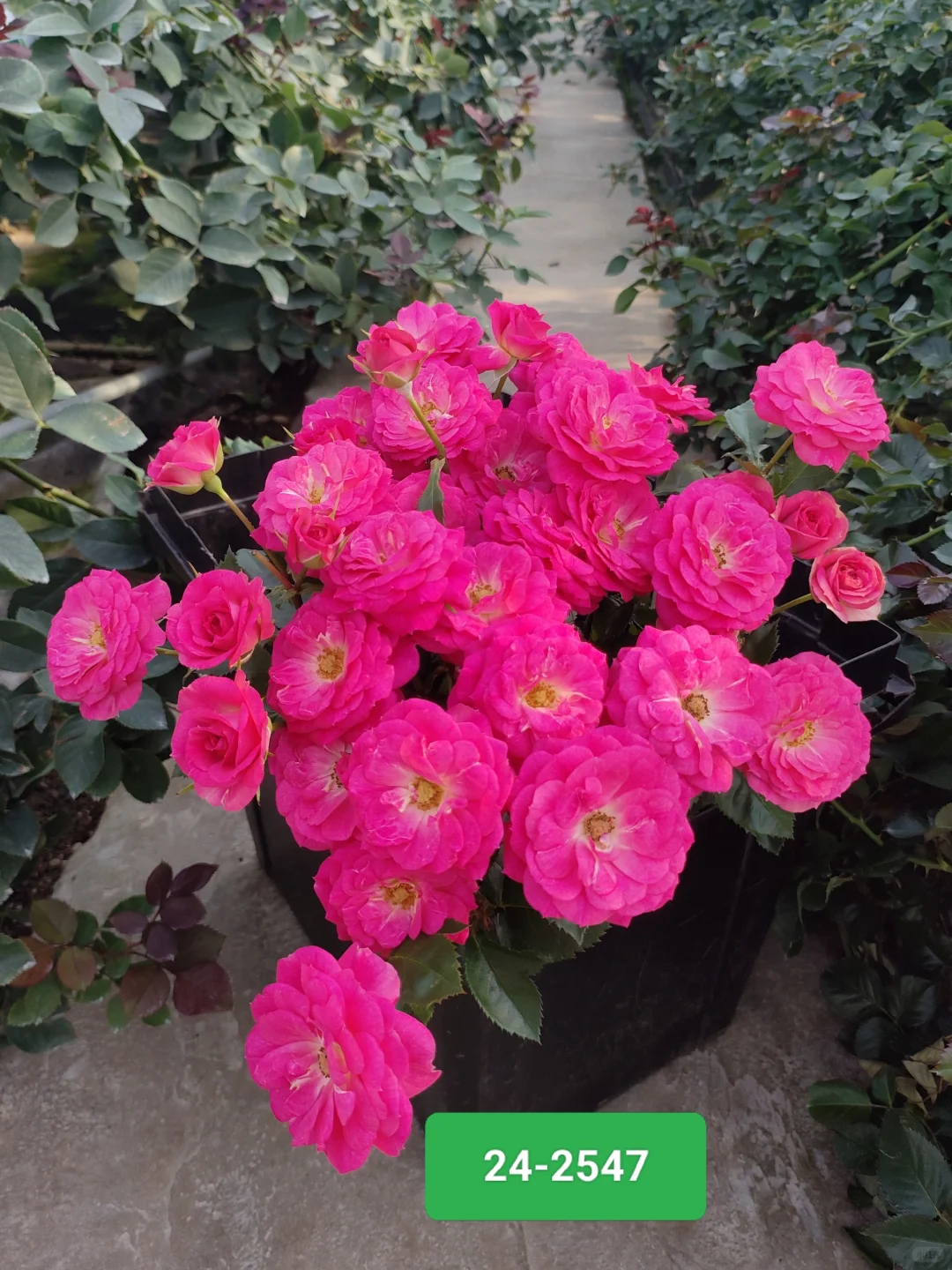 ✨ 缤纷玫瑰24-2547:花园里的浪漫诗篇