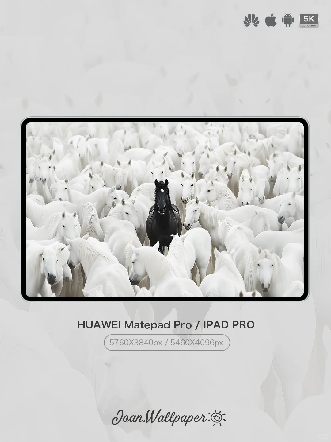 Joan壁纸 | 白马群中，黑马独行